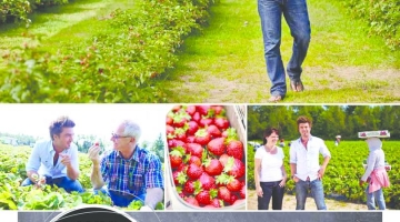 FraiseBec utilise Solane pour la traçabilité des barquettes de fraise. Signé M, novembre 2013