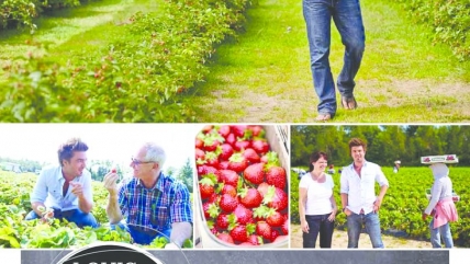 FraiseBec utilise Solane pour la traçabilité des barquettes de fraise. Signé M, novembre 2013